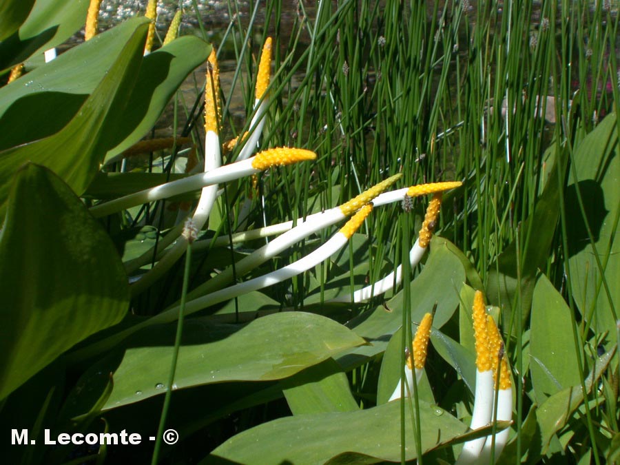 Orontium aquaticum (oronte, plante à bougoie)