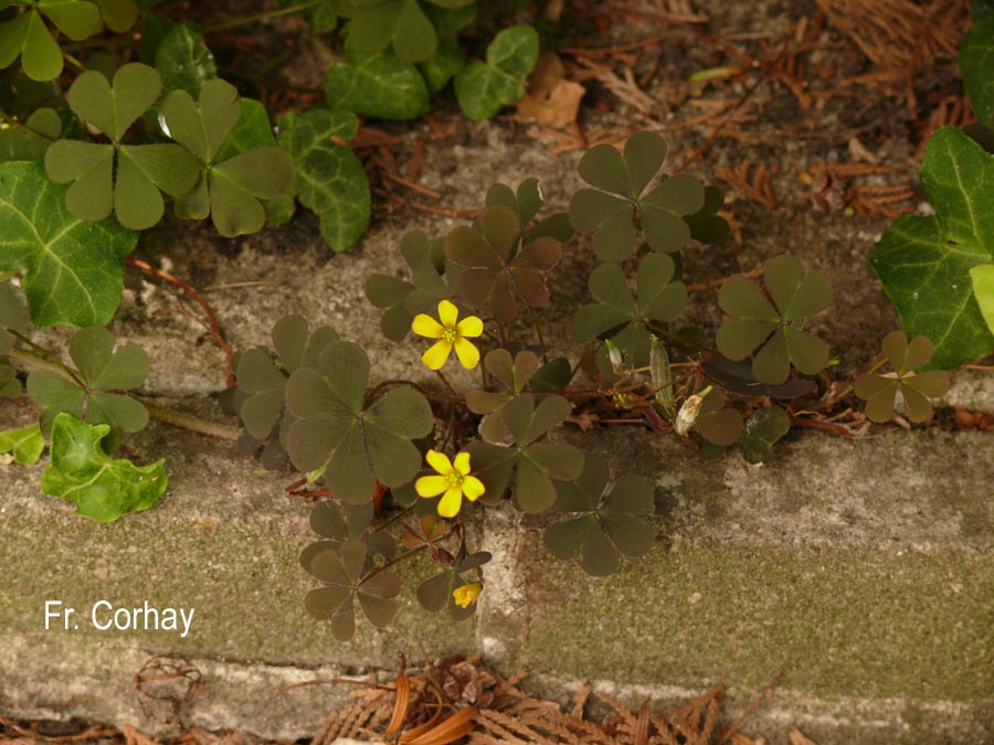 Oxalis fontana