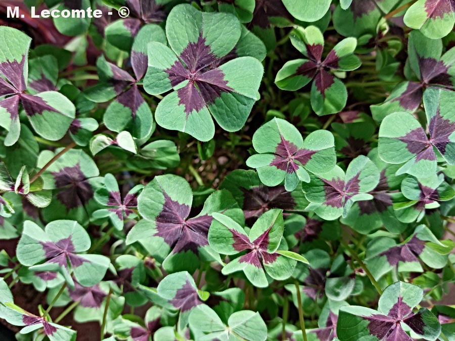 Oxalis tetraphila (oxalis à quatre feuilles)