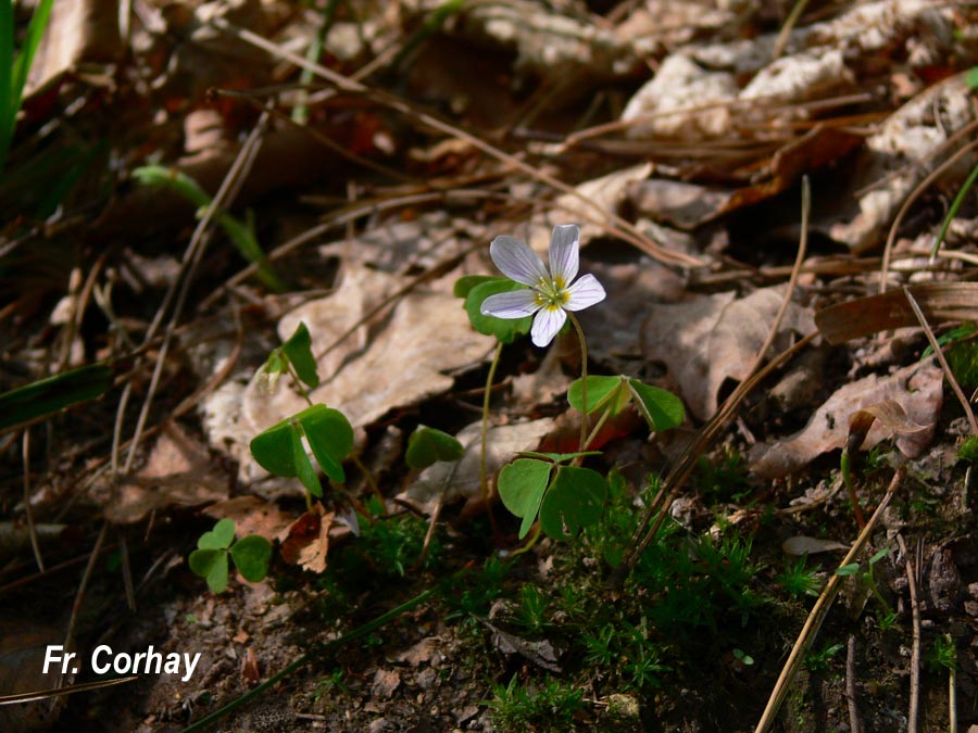 Oxalis acetosella