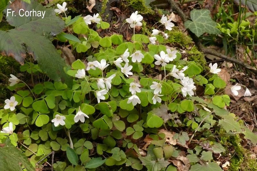 Oxalis acetosella