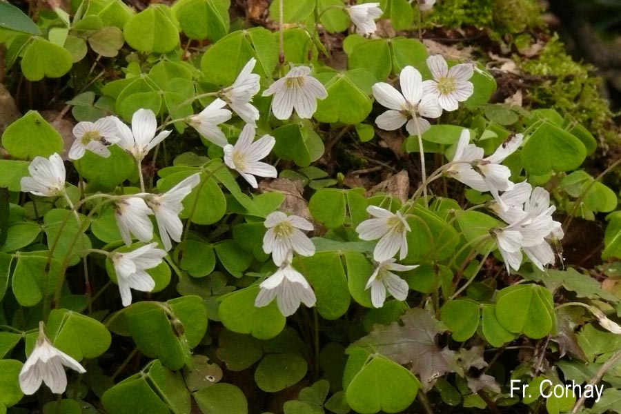 Oxalis acetosella