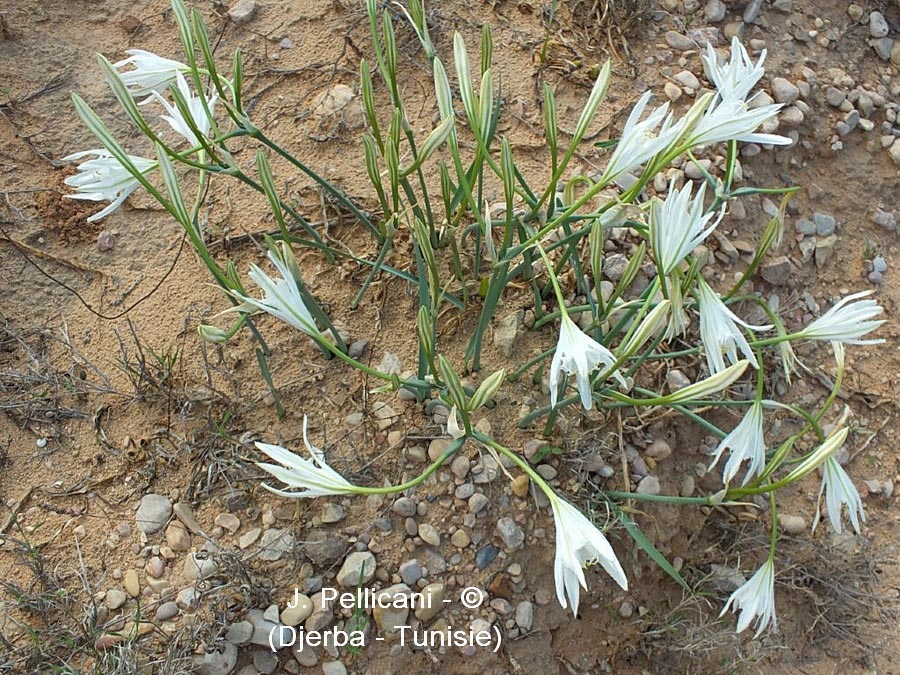 Pancratium maritimum