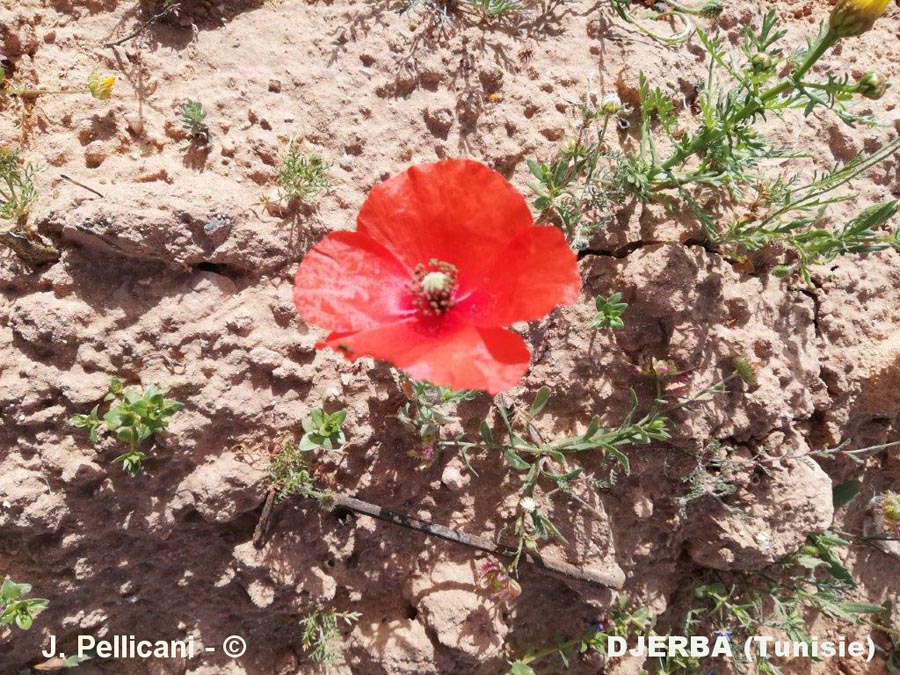 Papaver argemone