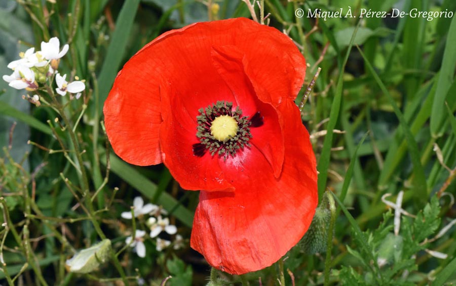 Papaver rhoeas