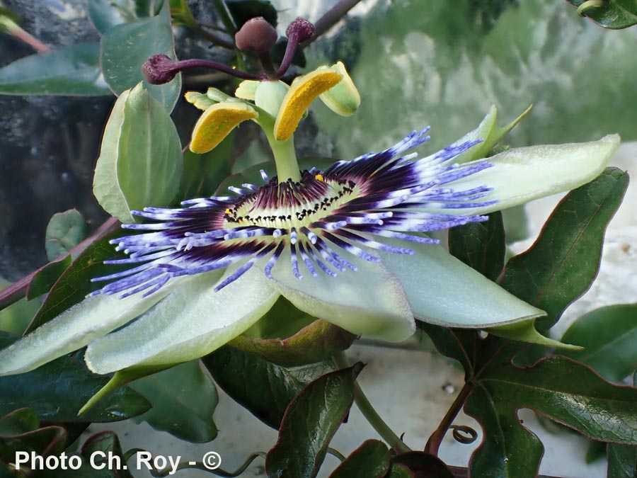 Passiflora sp.