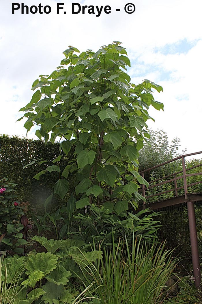 Paulownia elongata