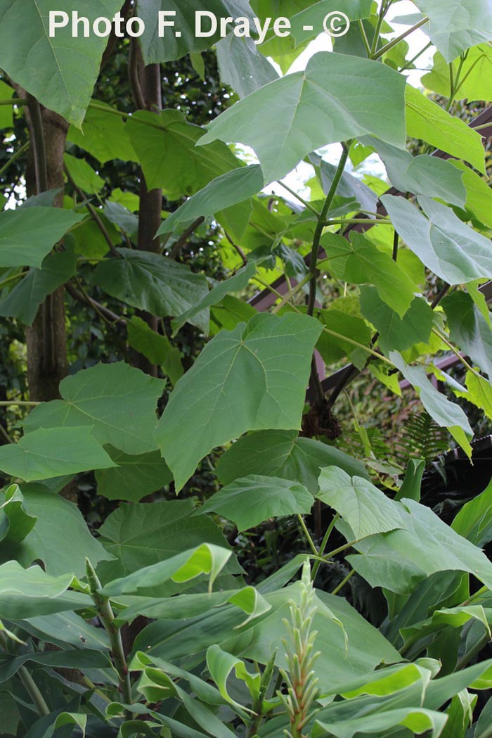 Paulownia elongata