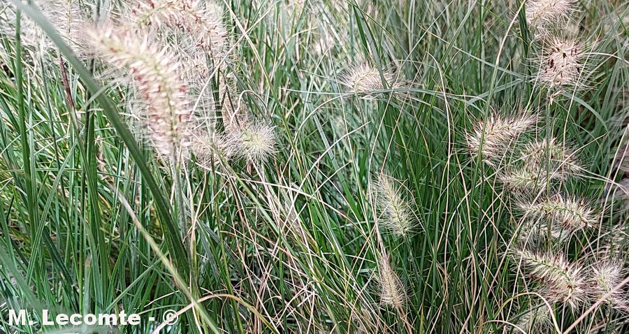  Pennisetum alopecuroides (pennisète des Indes)