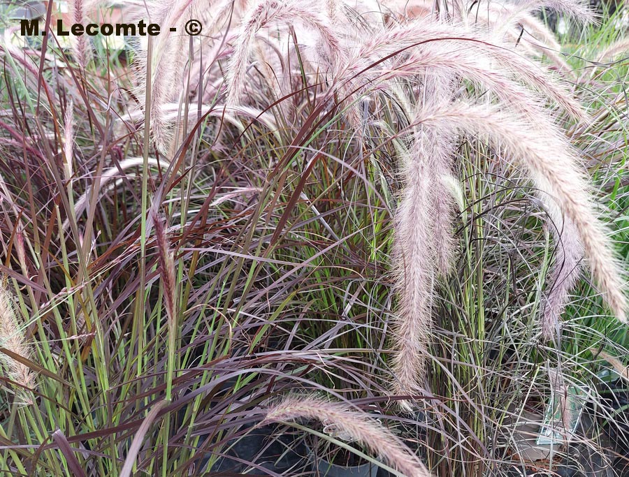  Pennisetum x advena (pennisète pourpre)
