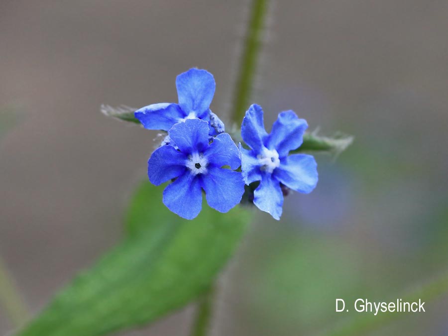 Pentaglottis sempervirens