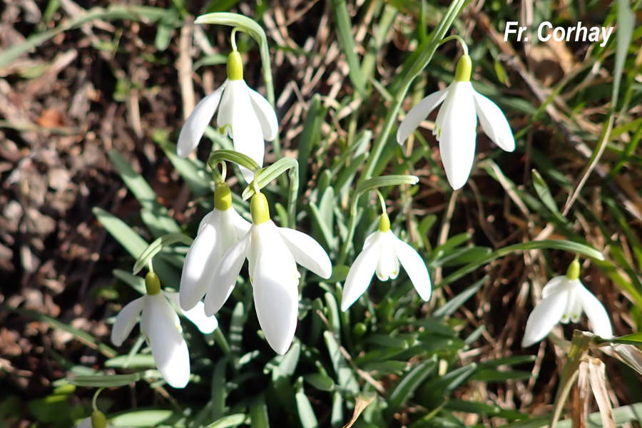 Galanthus nivalis