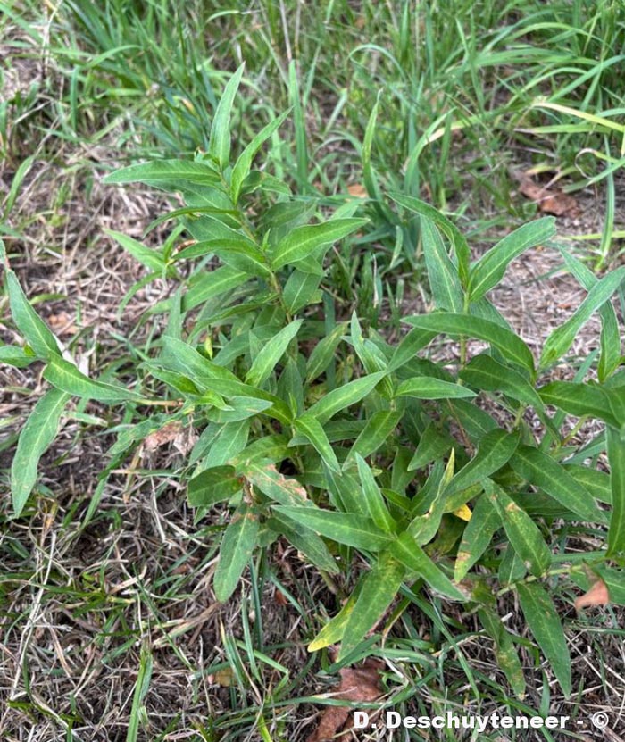 Persicaria amphibia (persicaire amphibie)