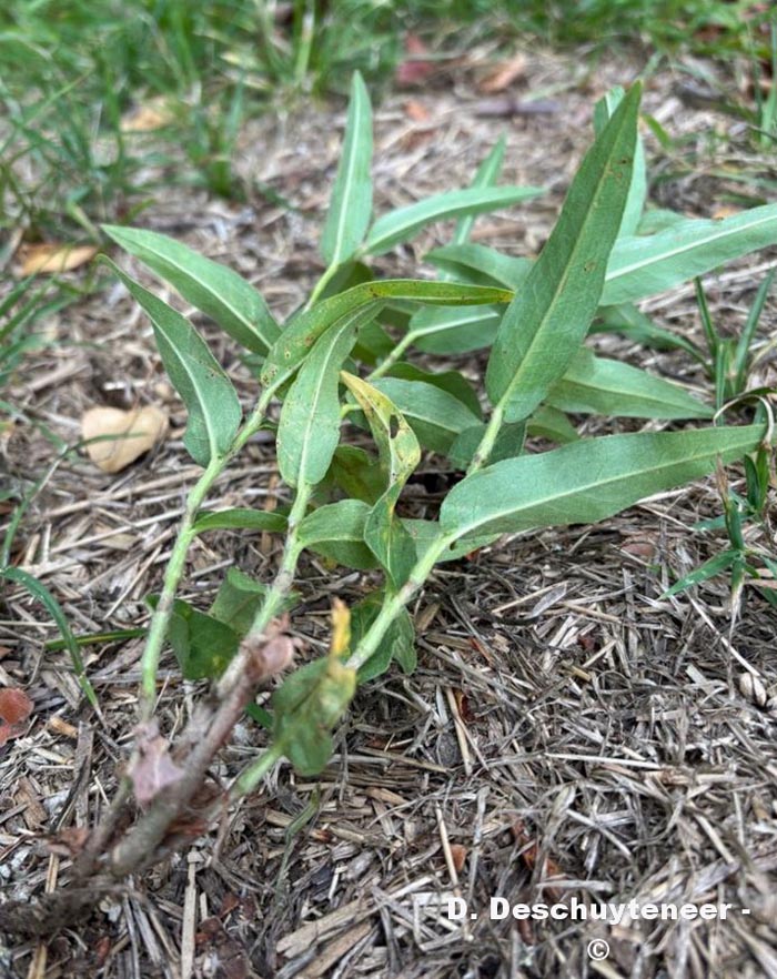 Persicaria amphibia (persicaire amphibie)