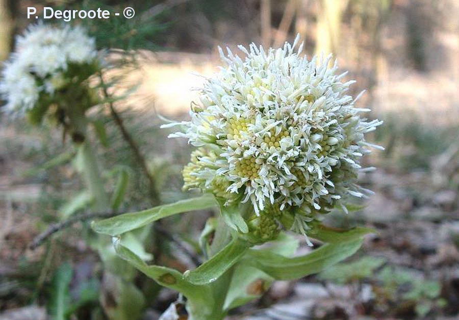 Petasites albus (pétasite blanc)