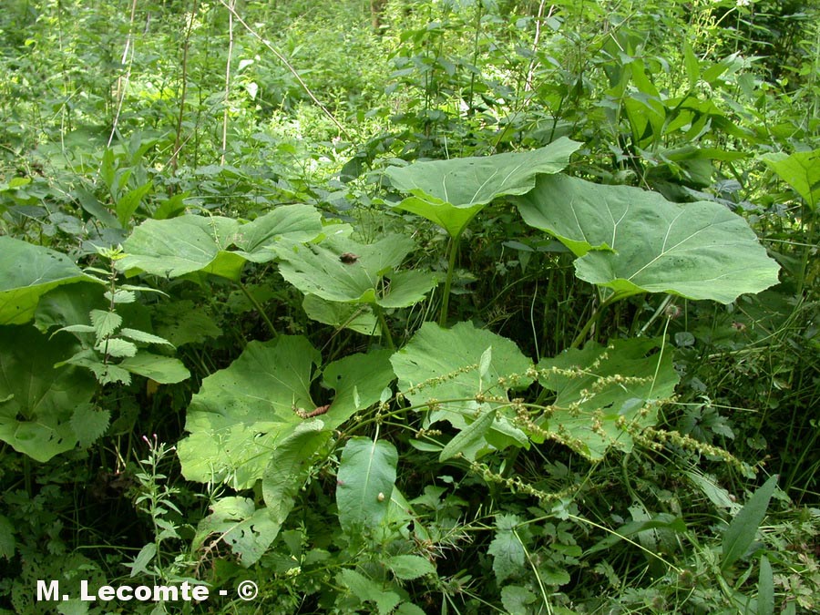 Petasites hybridus (Petasites officinale)
