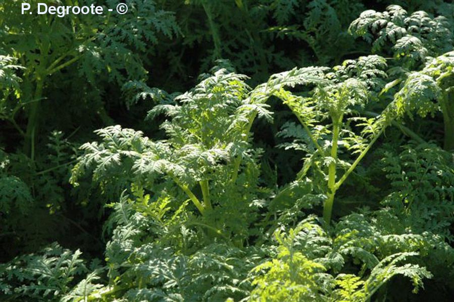 Phacelia tanacetifolia
