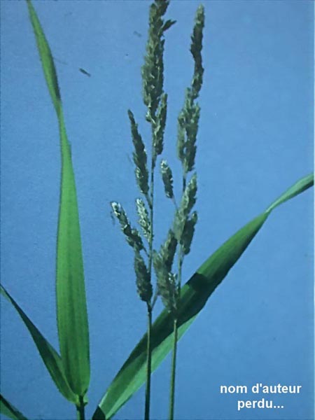 Phalaris arundinacea (phalangère faux-roseau)