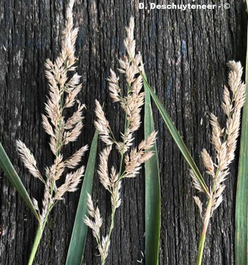Phalaris arundinacea