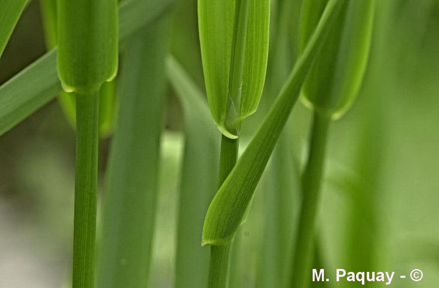 Phalaris arundinacea (phalangère faux-roseau)