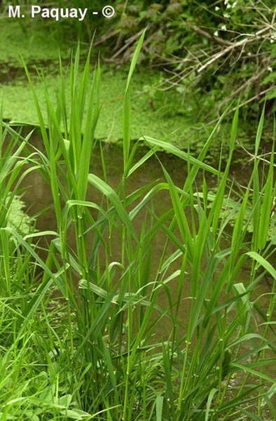 Phalaris arundinacea (phalangère faux-roseau)