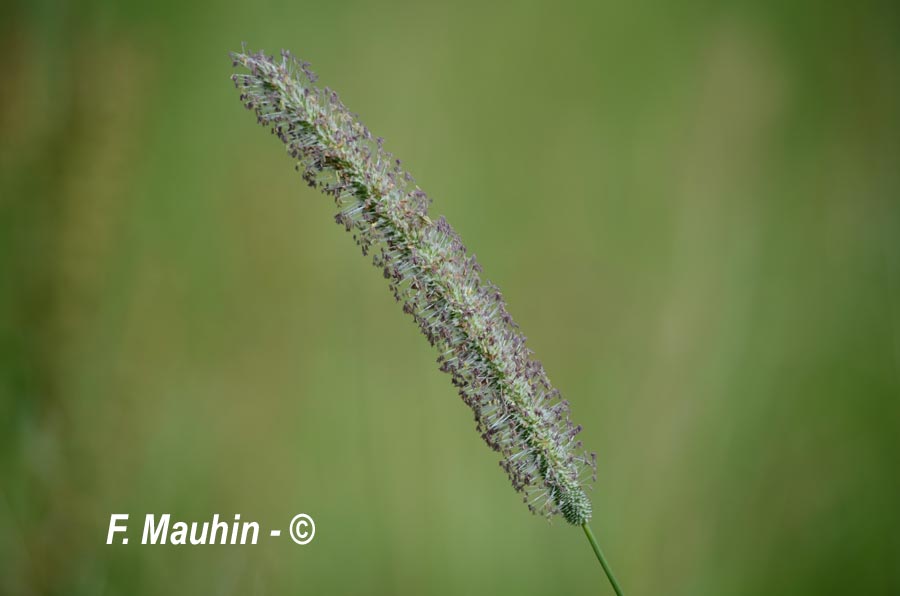 Phleum pratense