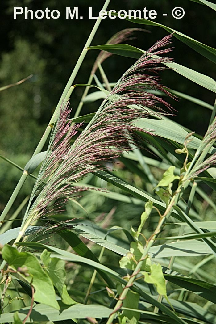 Phragmites australis