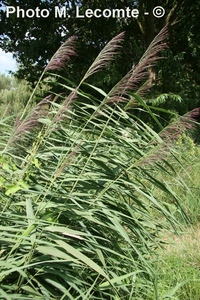 Phragmites australis