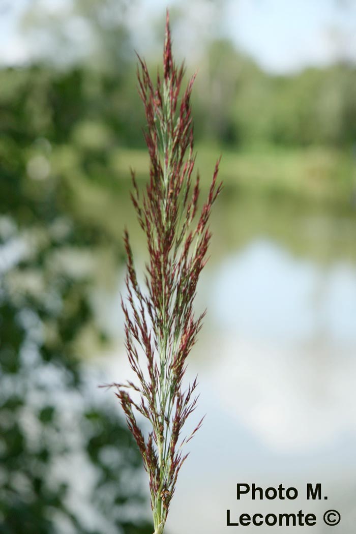 Phragmites australis