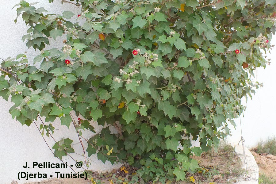 Phymosia umbellata (mauve arbustive)