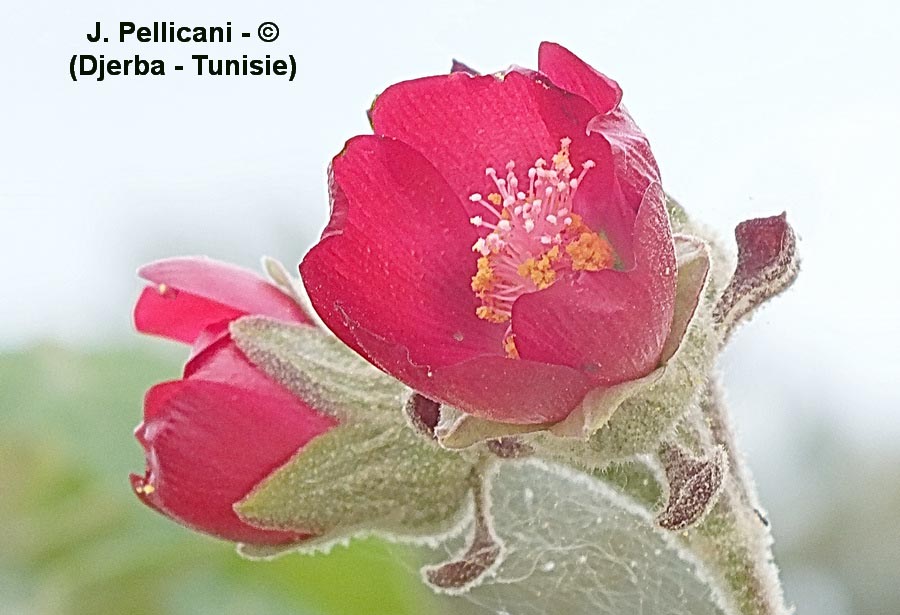Phymosia umbellata (mauve arbustive)