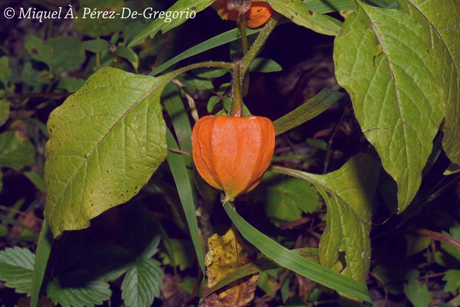 Physalis alkekengi