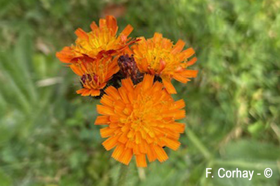 Pilosella aurantiaca (épervière orangée)