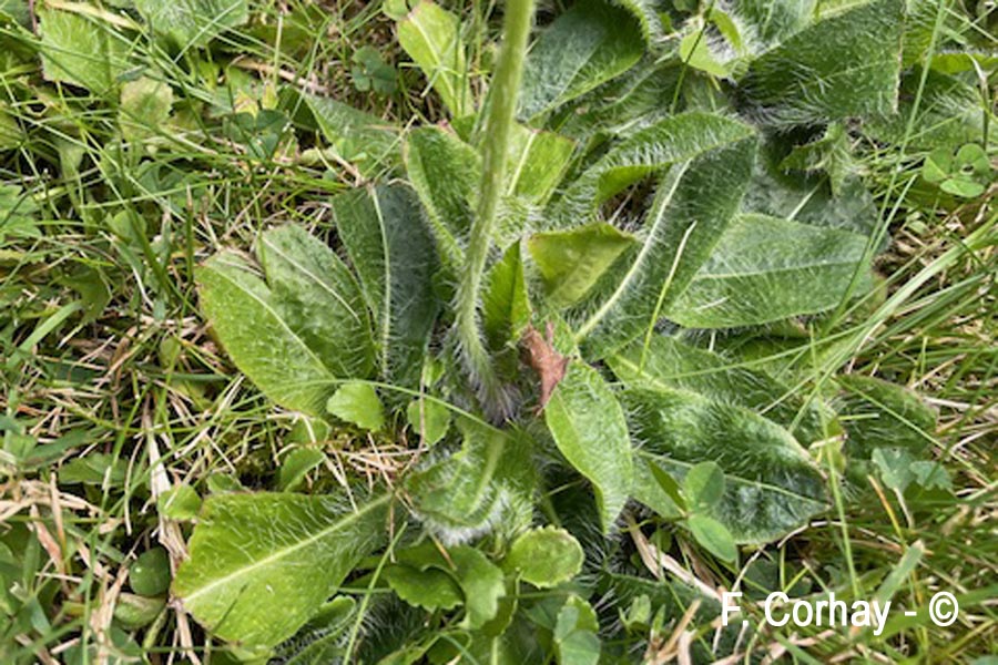Pilosella aurantiaca (épervière orangée)