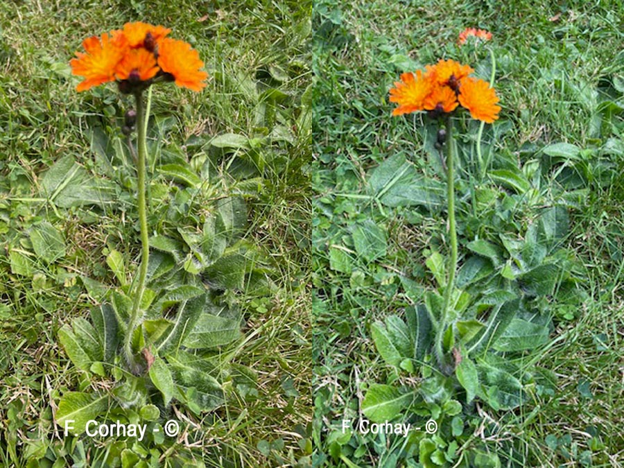 Pilosella aurantiaca (épervière orangée)