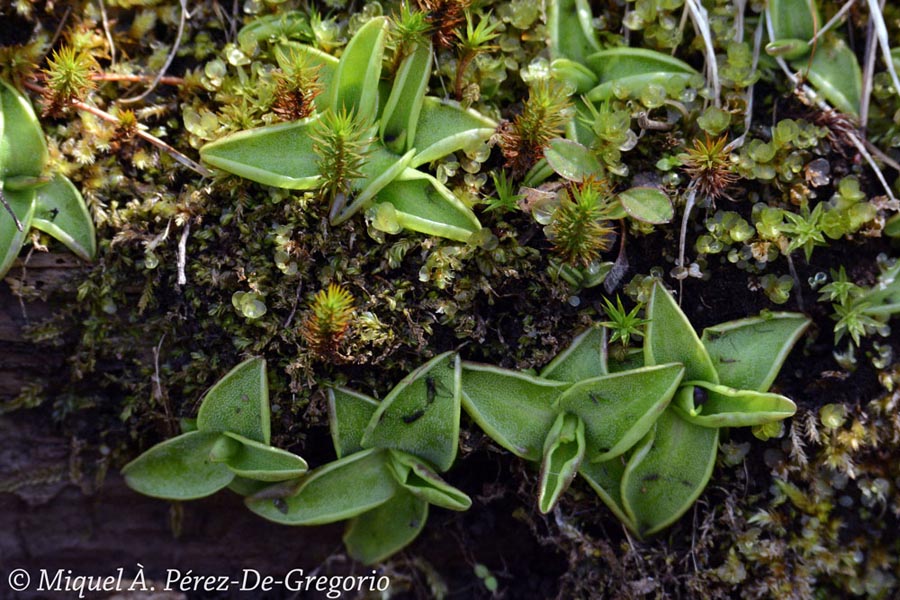 Pinguicula vulgaris