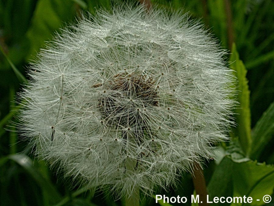 Taraxacum sp.