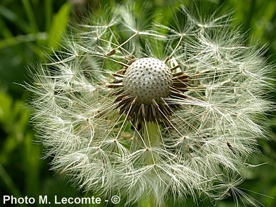 Taraxacum sp.