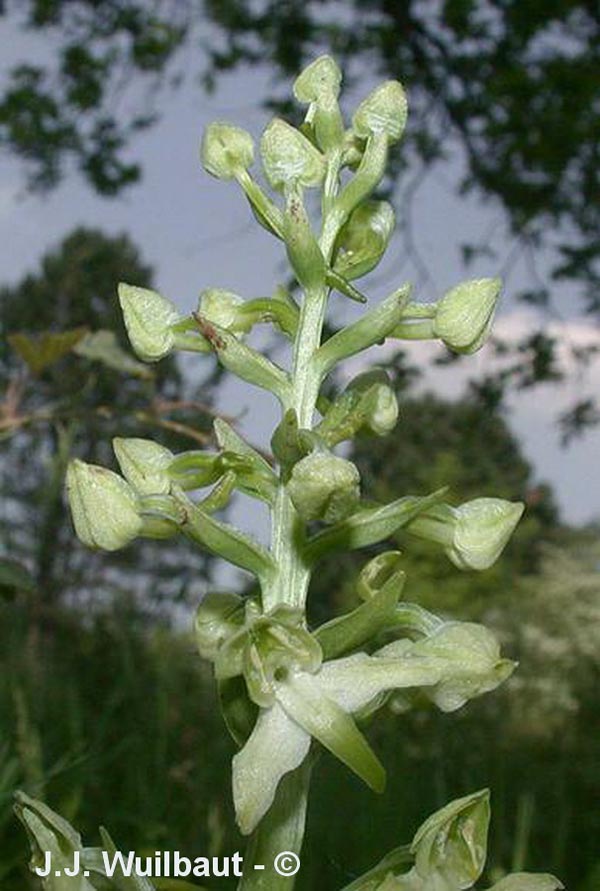 Platanthera chloranta