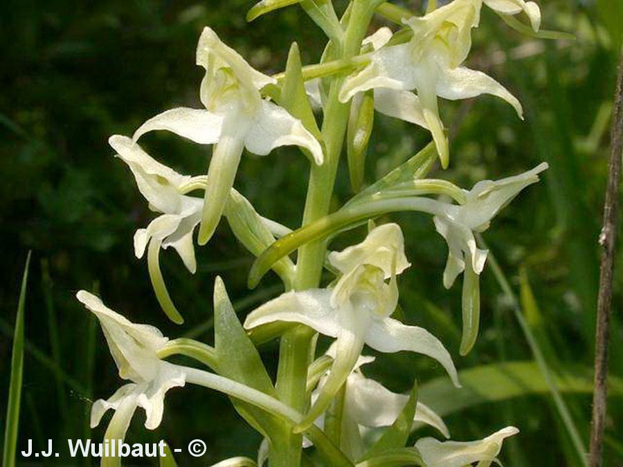 Platanthera chloranta