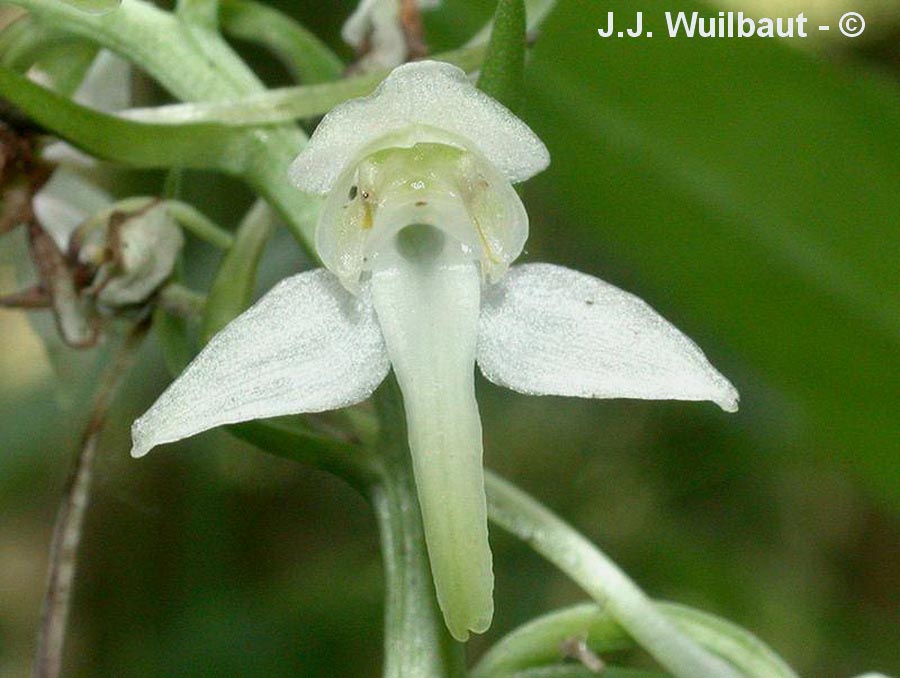 Platanthera chloranta