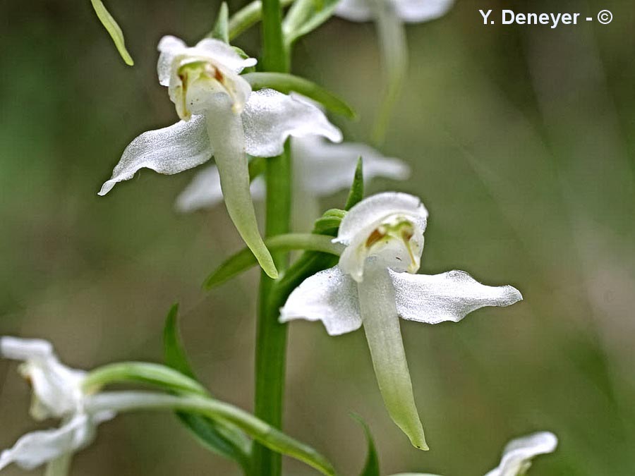 Platanthera chloranta
