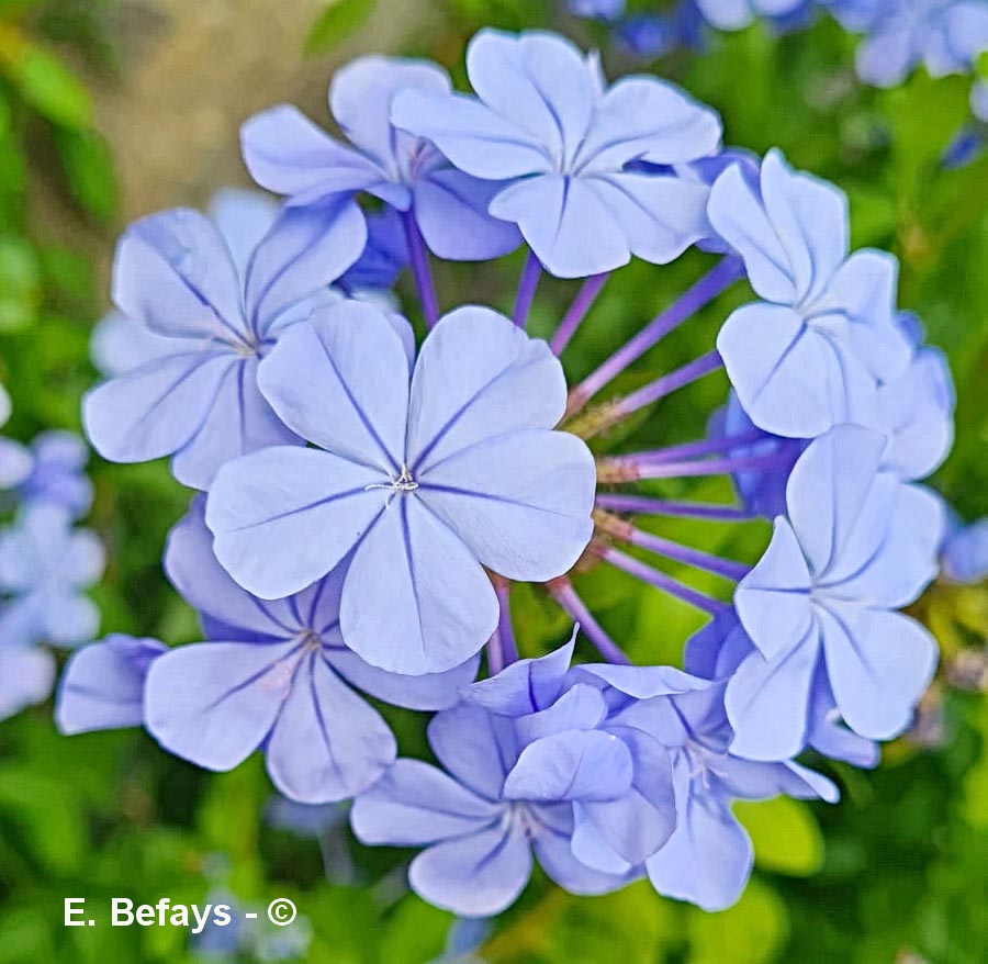 Plumbago auriculata (dentelaire du Cap)