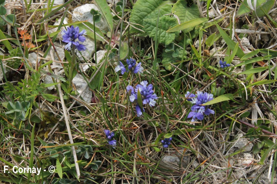 Polygala alpina (polygale des Alpes)
