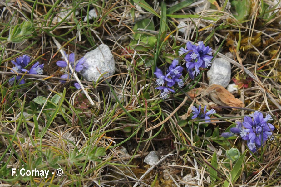 Polygala alpina (polygale des Alpes)