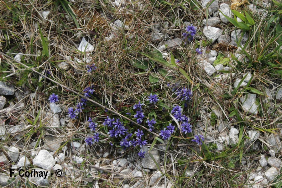 Polygala alpina (polygale des Alpes)