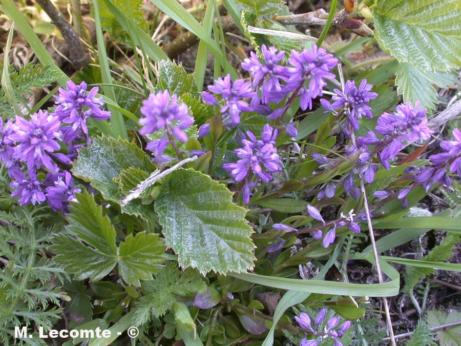 Polygala sp. (polygale)