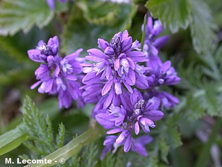 Polygala sp. (polygale)