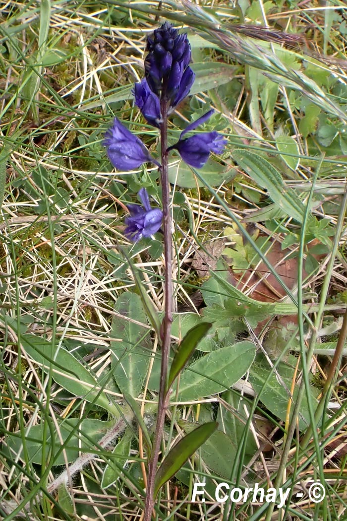 Polygala sp. (polygale)
