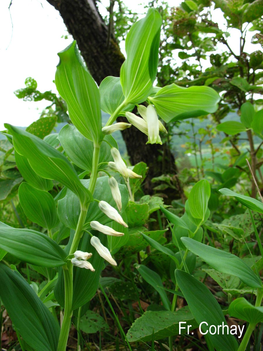 Polygonatum multiflorum